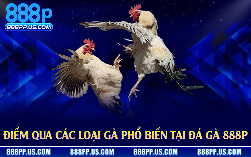 Điểm qua các loại gà phổ biến tại đá gà 888P